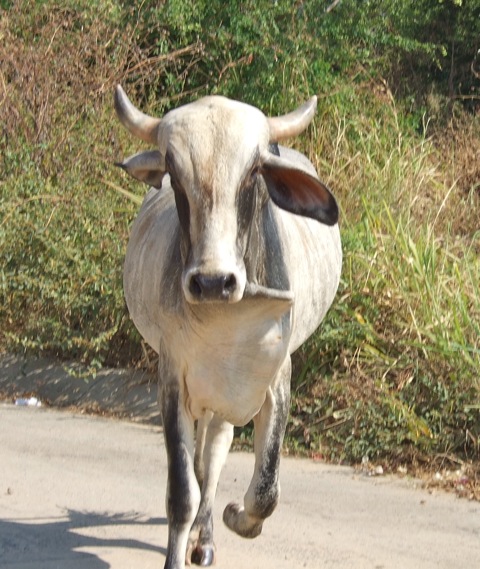 Cow, Puerto Escondido